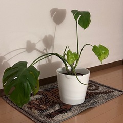 観葉植物　　無料　モンステラの画像