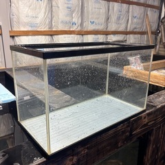 熱帯魚 60cm水槽3メダカの画像