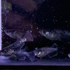 メダカ　曜変天目　成魚　1匹　500円‼️の画像