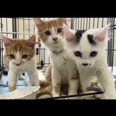 可愛い三きょうだい