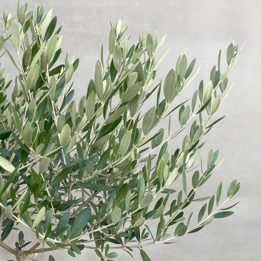 観葉植物 オリーブ 180cm 10号