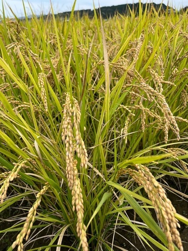 令和7年度産　新米　無農薬お米　玄米30キロ
