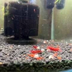 ファイアーレッドチェリーシュリンプ5匹🦐の画像