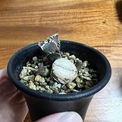 アガベ　レッドキャットウィーズル（赤猫）子株②の画像