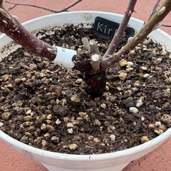 バラ　大苗　キルケ　ロサオリエンティスの画像