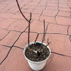 バラ　大苗　キルケ　ロサオリエンティスの画像