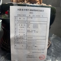 エンセファラルトス ホリダス ドワーフ 塊根14センチ 超高級鉢 
の画像