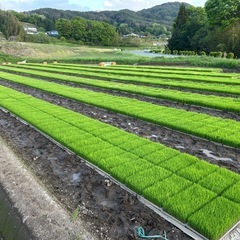 【送料無料】
令和7年 長野県産コシヒカリ 20kg白米の画像