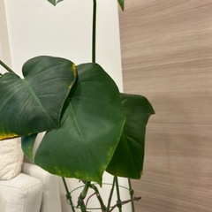 観葉植物　モンステラの画像