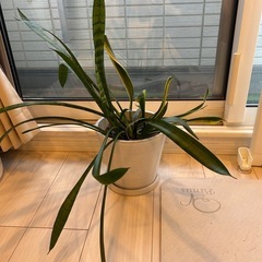 サンセベリア
の画像