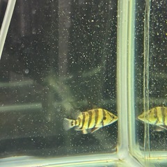 熱帯魚（ダトニオ）の画像