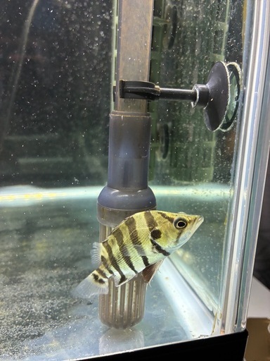熱帯魚（ダトニオ）取引中