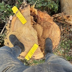 【伐採】木の事でお悩みの方、必見！