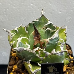 【魔丸】【残り2株】誰でも簡単にボール状に育てられるアガベですの画像