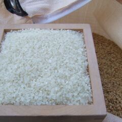 令和7年産 長野県産 コシヒカリ白米５キロ　精米したてをお届け鮮度と風味をそのままに‼　安心の食物検査済みの画像