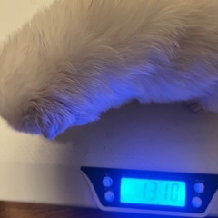 いぬ、ねこ里親見学会＋無料相談 - 展示会