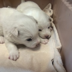 いぬ、ねこ里親見学会＋無料相談 − 北海道