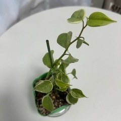 観葉植物　ペペロミア　セルペンスの画像