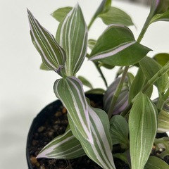 観葉植物　トラディスカンティア   ラベンダーの画像