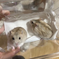 ハムスター♀メス2匹姉妹