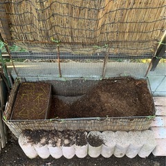 まだいました。カブトムシ幼虫の画像