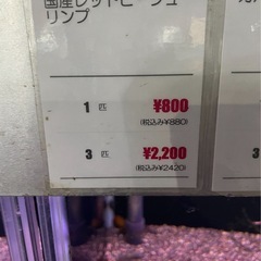 レッドビーシュリンプの画像