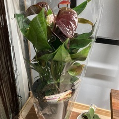 観葉植物🪴アンスリウム🌺の画像