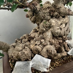 イボガジュマル　盆栽　塊根の画像