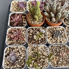 多肉植物セットの画像