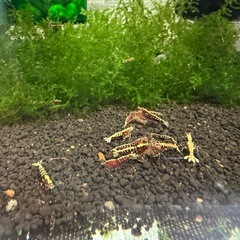 レッドギャラクシー フィッシュボーン スノーフレーク （レッドレジーナ）水槽まるごとセット販売の画像