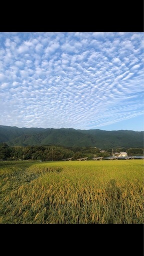 【受付終了】葛城山麓で収穫した令和7年度産ヒノヒカリ玄米