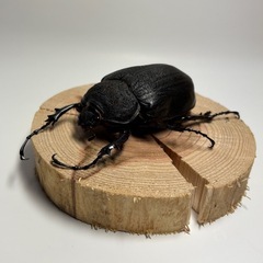 ②アクティオンゾウカブト（レックスゾウカブト）ペアの画像