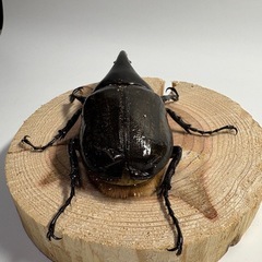 ①ヘラクレスオオカブト新成虫ペアの画像