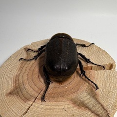 ②ヘラクレスオオカブト新生中ペアの画像