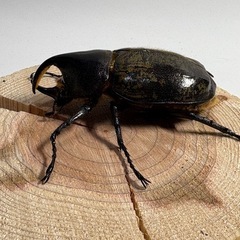 ②ヘラクレスオオカブト新生中ペアの画像