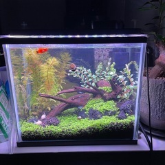 水槽一式　小型魚（プラティなど）の画像