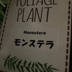 観葉植物、モンステラ鉢カバー付きの画像
