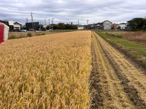令和7年産  岐阜ハツシモ 白米5Kg 〜