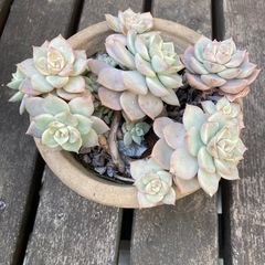 多肉植物　エケベリア　鉢付きの画像