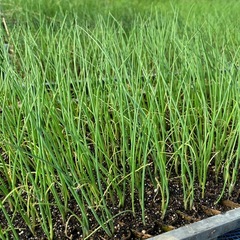 ネギ苗　　ペーパーポット苗　白ネギの画像