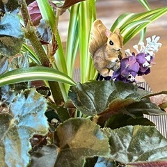 無料　ベゴニアとオリヅル蘭の寄せ植えの画像