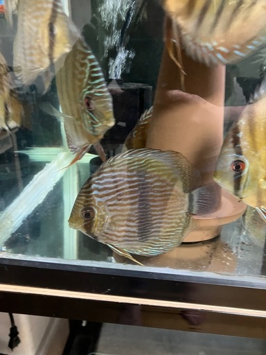 各種ワイルドディスカスセットプラス60ワイド水槽と上部フィルターもつけます