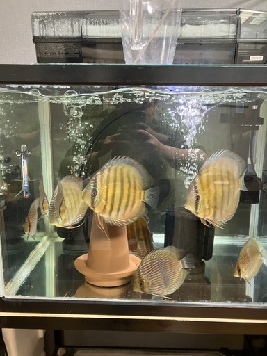 各種ワイルドディスカスセットプラス60ワイド水槽と上部フィルターもつけます