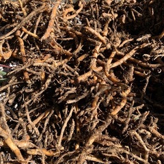 ミョウガ  苗
の画像