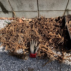 ミョウガ  苗
の画像