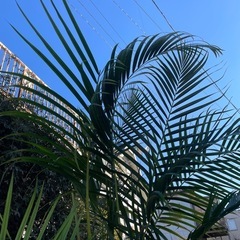 観葉植物　アレカヤシ　高さ２１０センチの画像