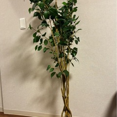 【受渡調整済
】ニトリ(NITORI) フェイクグリーン フィカスの画像