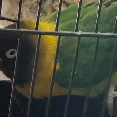 決まりました。ボタンインコ
