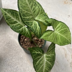 （早めの取引希望）★観葉植物5セット★の画像