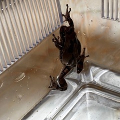 【カエル】アマガエル【里親募集】の画像